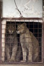 Lions look out of a cage, at the estate of Ion Balint, known to Romanians as Nutzu the Pawnbroker, a notorious gangster, in Bucharest, Romania.