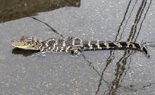 This Monday, June 10, 2013, photo provided by Joe Malseed shows a juvenile alligator in water in the roadway near a sewer grate in the Fishtown section of Philadelphia. Philadelphia’s Animal Care and Control Team says police brought the animal to them, where it will remain until a permanent home is found. (AP Photo/Joe Malseed)