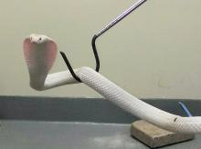This photo provided by the Los Angeles Zoo Friday, Sept. 5, 2014, shows the monocled cobra that has been in quarantine since Thursday afternoon after being caught by Los Angeles County Animal Control officers in Thousand Oaks, Calif. 