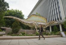 A 50-foot life-size model of a Spinosaurus dinosaur is displayed outside the entrance at the National Geographic Society in Washington, Wednesday, Sept. 10, 2014. (AP Photo/Pablo Martinez Monsivais)