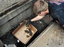 Berwick firefighter Nathan Yerges places a wayward duckling into a cardboard box during a storm sewer rescue operation on Orange Street in Berwick on Thursday afternoon. (Press Enterprise/Bill Hughes)