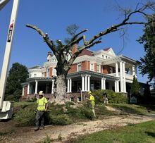 Workers from Dincher and Dincher Tree Surgeons, Williamsport, remove a historic Japanese beech tree from the Ben Franklin Technology Center. (Press Enterprise/M.J. Mahon)