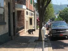 A bear is shown wandering in the 100 block of Mill Street late Tuesday morning. (Special to the Press Enterprise) 