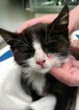 An injured kitten is shown at the veterinarian's office. (Special to the Press Enterprise/Scott Township Police)