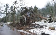 Two large pine trees were uprooted and slammed into this house along Camp Lavigne Road in Sugarloaf Township Friday afternoon. (Press Enterprise/Keith Haupt)