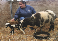 Press Enterprise/Jimmy May Samantha Milheim sits with her family’s new lamb Farmer Bloom and his mother Marian Thursday afternoon. Farm Bloom was born at 9:14 in the morning Thursday with a little assistance. 