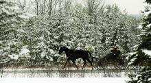 An Amish buggy moves along on Route 254 near Jerseytown past snow covered trees Wednesday afternoon. 