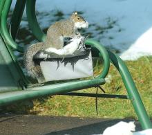 A gray squirrel tears the stuffing from an arm rest on a swing outside District Judge Marv Shrawder's Court in Mahoning Township Monday morning. The squirrel fled with a mouth full of the stuffing and made his way back to his nest in a tree just over the hill from the building.