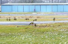 Geese walk around at the west end of the runway at the Bloomsburg Airport Tuesday afternoon.