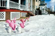 A flock of plastic pink flamingos stand on a snow-covered lawn at the corner of Fowler Ave. and East Second Street in Salem Township on Friday. More snow is expected on Sunday night and into Monday. 