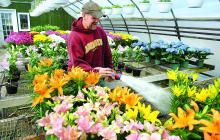 Tom Lapinski waters the racks of Easter flowers in the hot house at Folk Florist Tuesday afternoon.