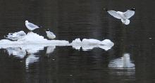 A gull comes in for landing on a chunk of ice floating down the Susquehanna River near Bloomsburg Monday evening. 