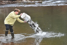 Garrett Pesarchick, 13, tosses a bucket full of trout into Roaring Creek near Lake Glory in Cleveland Township Monday while helping the Pa. Fish and Boat Commission stocking. Trout season opens state wide March 30.
