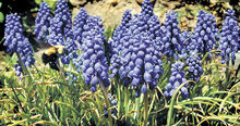 A bumblebee feeds on nectar and gathers pollen in a patch of grape hyacinths in Espy on Saturday.