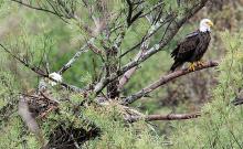 The most popular residents of Huntington Mills these days are a pair of Bald Eagles who are nesting in the top of a pine tree looking over the Huntington Creek.