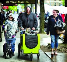 Thanos, a Pocket Bully, keeps a lookout from his dog stroller during Renaissance Jamboree in downtown Bloomsburg on Saturday. Accompanying Thanos and Deebo, walking at left, are, from left, Averi Diaz, Andrew Gibbs and Becky Diaz, all of Bloomsburg. 