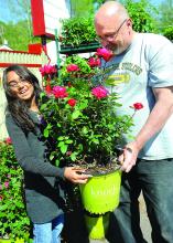 Bill Swire and granddaughter Amisha Swire, Bloomsburg, pick out a rose bush for Mother's Day at Klinger's flowers along Route 11 in Scott Township Sunday morning. 