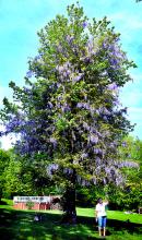 Carol Quintrell, on Thursday, examines flowers from a wisteria vine that has grown up into a large tree in the yard of her Scotch Valley home.