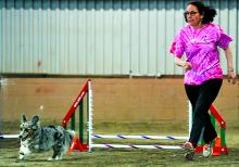 Nancy Bunin, Havertown, guides her cardigan Welsh corgi, Teagan, through the course during the Bloomsburg Agility Runner’s Club dog agility event, held Saturday at the Bloomsburg Fairgrounds large arena. Dogs of all breeds and size competed in the event.