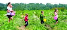 Lyn Chartowich, left, Bloomsburg, holds her daughter Priscilla as Ezekial, Elijah and Phoebe lead the way from the strawberry patch at Seesholtz farms off Wolfe Hollow Road in South Centre Township Tuesday.