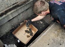 Berwick firefighter Nathan Yerges places a wayward duckling into a cardboard box during a storm sewer rescue operation on Orange Street in Berwick on Thursday afternoon.