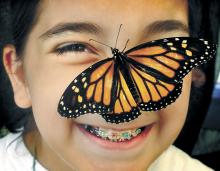 Angelina DeLese, 10, smiles as a Monarch butterfly alights on her nose inside the Folk’s Butterfly Farm tent at Kocher Park near Lightstreet on Monday morning.