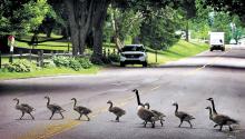 Two Canada geese escort a line of goslings across Fort McClure Blvd. in Bloomsburg’s Town Park on Tuesday afternoon.