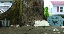  Since Buddy has been absent from the park between Water Street and the river, a little mural has popped up with letters memorializing Buddy alongside a bowl, a tombstone, and a small cat statue.