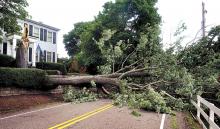 A large maple tree lies across Fowlersville Road in North Centre Township on Wednesday morning. The tree fell from the front yard of David and Sharon Ferraraccio’s home during the storm on Tuesday evening.