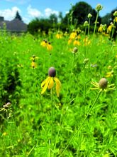 Yellow coneflowers bloom Monday in the pollinator meadow beside West Berwick Elementary.