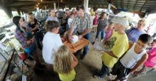 Davin Donahey, center, judges rabbits Tuesday evening in the rabbit area under one of the livestock barns at the Montour-DeLong Community Fair near Washingtonville. 