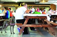 Laura Maurer, Elysburg, eats in the dining room of the Ralpho Township Park as her dog, Zoe, a 7-month-old Weimaraner, stands behind her Sunday during All Home Days in Elysburg. All Home Days continues today.