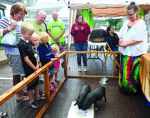 A crowd gathers to watch as piglets Willis and Webster create "pig art" during Artfest in Bloomsburg Saturday. At right is pig rescue worker Patti Platia.