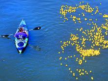 A kayaker helps to guide more than 2,000 rubber ducks on their way down the Susquehanna River during the Service 1st Credit Union's annual Duck Derby Saturday in Danville. 