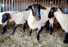 Penned sheep look back at visitors to the sheep barn at the Bloomsburg Fair on Friday