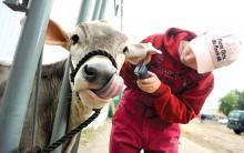 Jennifer Mapes, Mifflinburg, clips the hair on the ear of her Brown Swiss, "Lorraine" Monday morning while preparing for a show at the Bloomsburg Fair.
