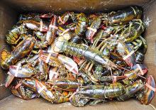 Live lobster are shown stored in a box at the Reichart's stand on Machinery Row's North Extension at the Bloomsburg Fair on Saturday. 