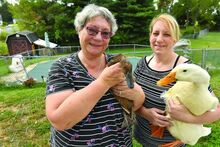 Jean Fantry, left, holds Coco Puff as her daughter Michelle Eddinger holds Bowser, Michelle’s ducks, while in the backyard of Michelle’s Berwick home Tuesday morning. The birds were spared an eviction after Eddinger appealed to the borough council.