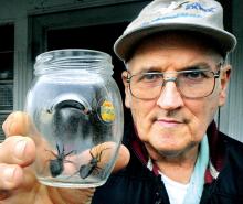 John Derr, at home in Mifflinville, displays two wheel bugs that he and his wife, Shelby, captured on their porch on Thursday. The wheel bug is a moderately common, widely distributed, beneficial assassin bug that preys on man’s pest insects. 