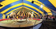 Julian Zerbini, with the Zerbini Family Circus, performs with the circus' two camels Thursday afternoon during their 5 p.m. show under the big top on the Bloomsburg fairgrounds.. 