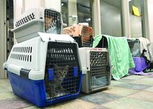 Cats in crates line hallways after being spayed or neutered Sunday at the Bloomsburg Veterinary Hospital.  Volunteers spent the day operating on 175 felines in an effort to keep the feral population under control. 