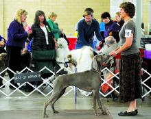 Swing, a Weimaraner, keeps his eyes on handler Jill Paige, of Yeagertown, while competing at the Back Mountain Kennel Club Dog Show Saturday at the Bloomsburg Fairgrounds. The show continues today