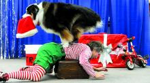 Diane Wasnak braces as her dog, Bonzer, 13, jumps over her after stealing her Santa hat during a performance at the Columbia Mall Saturday in Buckhorn. The dog show, featuring Wasnak, of Canton, Ohio, and Barbara Polk, of Lousville, Ky., featured Bonzer and two other Australian shepherds, Bizzo and Cooey, performing tricks for children before Santa's arrival at the Mall for the season.