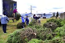 Scouts with BSA Troop 6, Berwick, and Berwick High School football players unload trees, on Sunday, at Jingle Hall in Berwick in preparation for this year’s Christmas Boulevard. Approximately 300 trees were donated by Abraczinskas Nurseries, Catawissa, and delivered by Kevin Ryman Trucking, of Berwick. Christmas Boulevard, a tradition in Berwick since 1947, will open on Saturday, December 6, at 6 p.m. On opening night only, pedestrians will be permitted to walk the length of the display before Market Stree