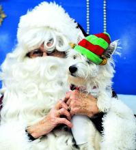 Sweetpea the Westie meets with Santa Claus at Saturday's ARC photo shoot