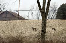 Two antlerless deer stand in a corn field located at the intersection of Hill Road, Bottom Road and Route 42 eating the remains of the stalks late Monday afternoon. Antlered whitetail season started today, but antlerless season in this area of Columbia County runs from Dec. 7-14.