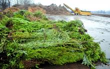 Christmas Trees are shown piled up at the town compost site Sunday morning in Bloomsburg. Trees can be dropped off through January at the site. Hours are Wednesdays from 2 p.m. until 5 p.m., and Saturdays from 8 a.m. until 2 p.m.