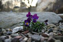 Dana Kulp of Berwick submitted this shot of a flower blooming in the midst of what looks like a very inhospitable rocky environment. It is one of the latest entries in the Spring Photo Contest.
