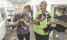 Sue Zenzel, with the Animal Resource Center, left, and Molly Bauman, Bloomsburg Fair barn manager, interact with kittens on the fairgrounds Wednesday.