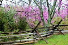 Reader Roger W. Nunkester Jr. captured this bloom of color in Gettysburg. The photo is an entry in the latest round of our ongoing Spring Photo Contest.